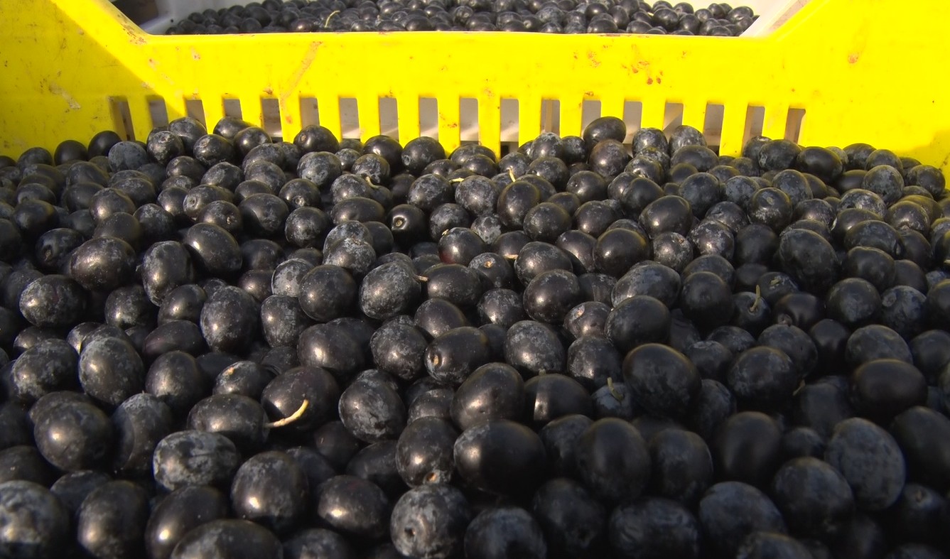 M E H M E T C I G I N K U M A N Y A Z E Y T I N I O Z E L O L A R A K 1051599 311563