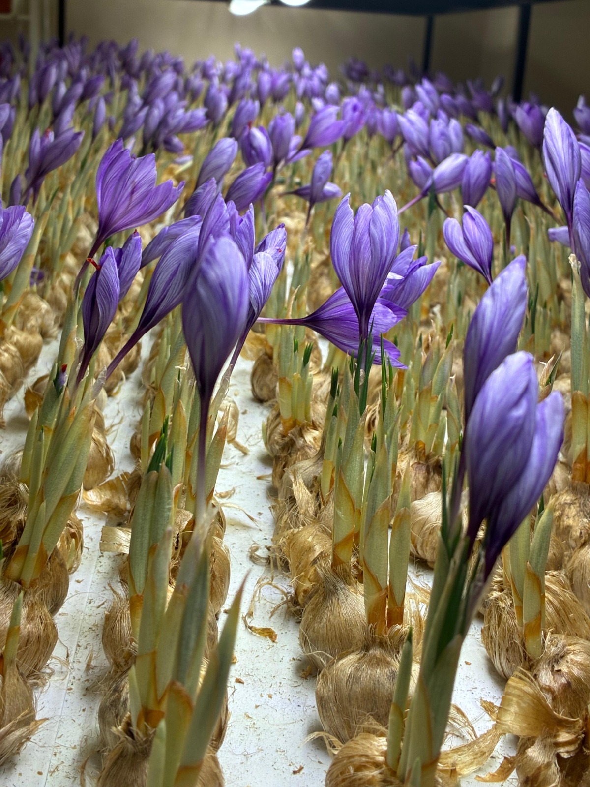 M E S L E G I N D E N V A Z G E C I P S A F R A N U R E T I M I N E B 1060560 314753