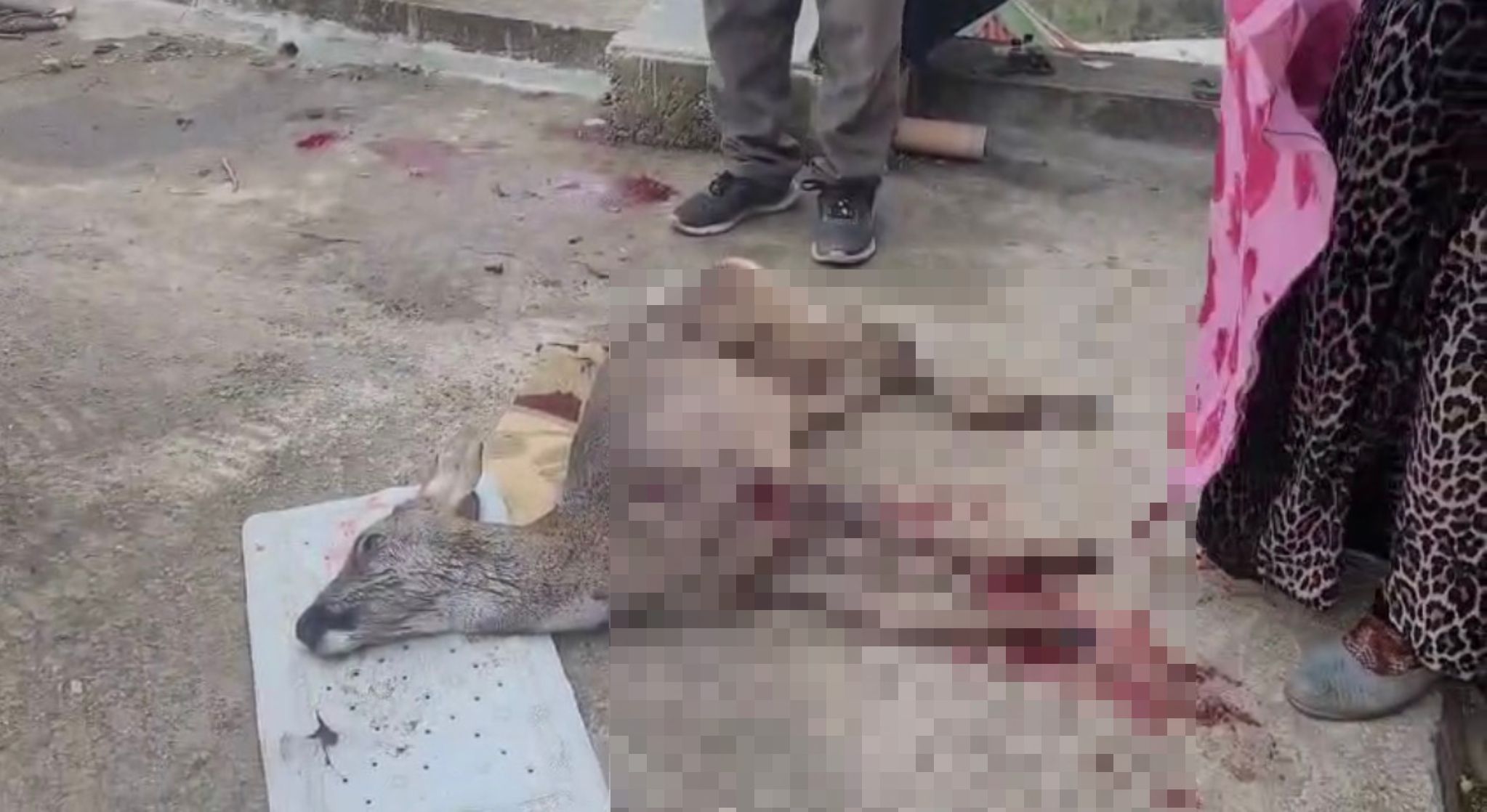 O R D U’ D A S O K A K K O P E K L E R I N I N S A L D I R D I G I K A 1077112 319591