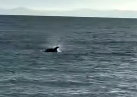 S A R O S’ T A K I Y I Y A Y A K I N Y U Z E N Y U N U S G O R U N T 1051506 312033