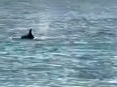 S A R O S’ T A K I Y I Y A Y A K I N Y U Z E N Y U N U S G O R U N T 1051507 312033