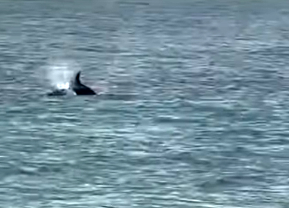 S A R O S’ T A K I Y I Y A Y A K I N Y U Z E N Y U N U S G O R U N T 1051508 312033