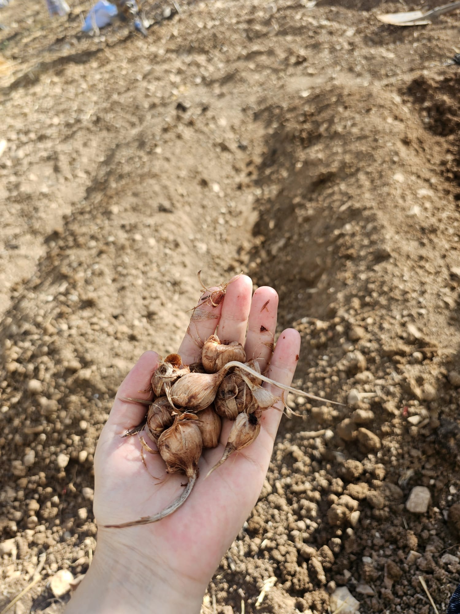 S I I R T’ T E I L K S A F R A N U R E T I M I 1060515 314742