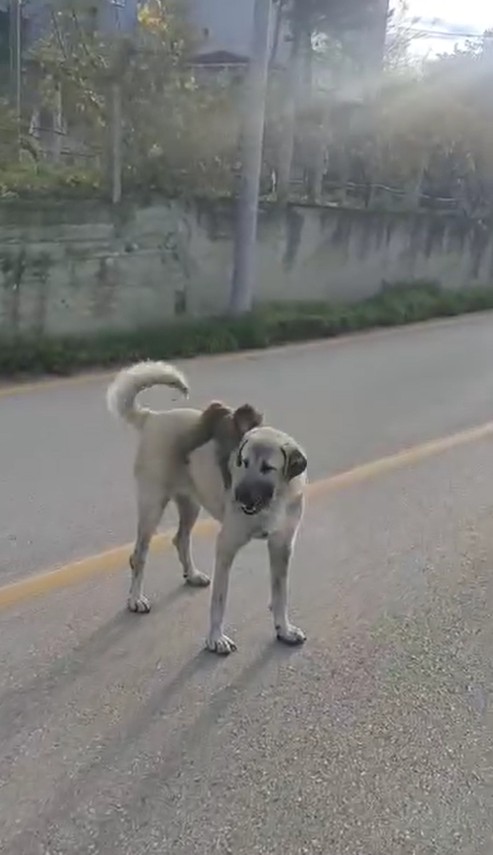 S I R T I N D A M A Y M U N G E Z D I R E N K O P E K I L G I O D A G 1044224 309883