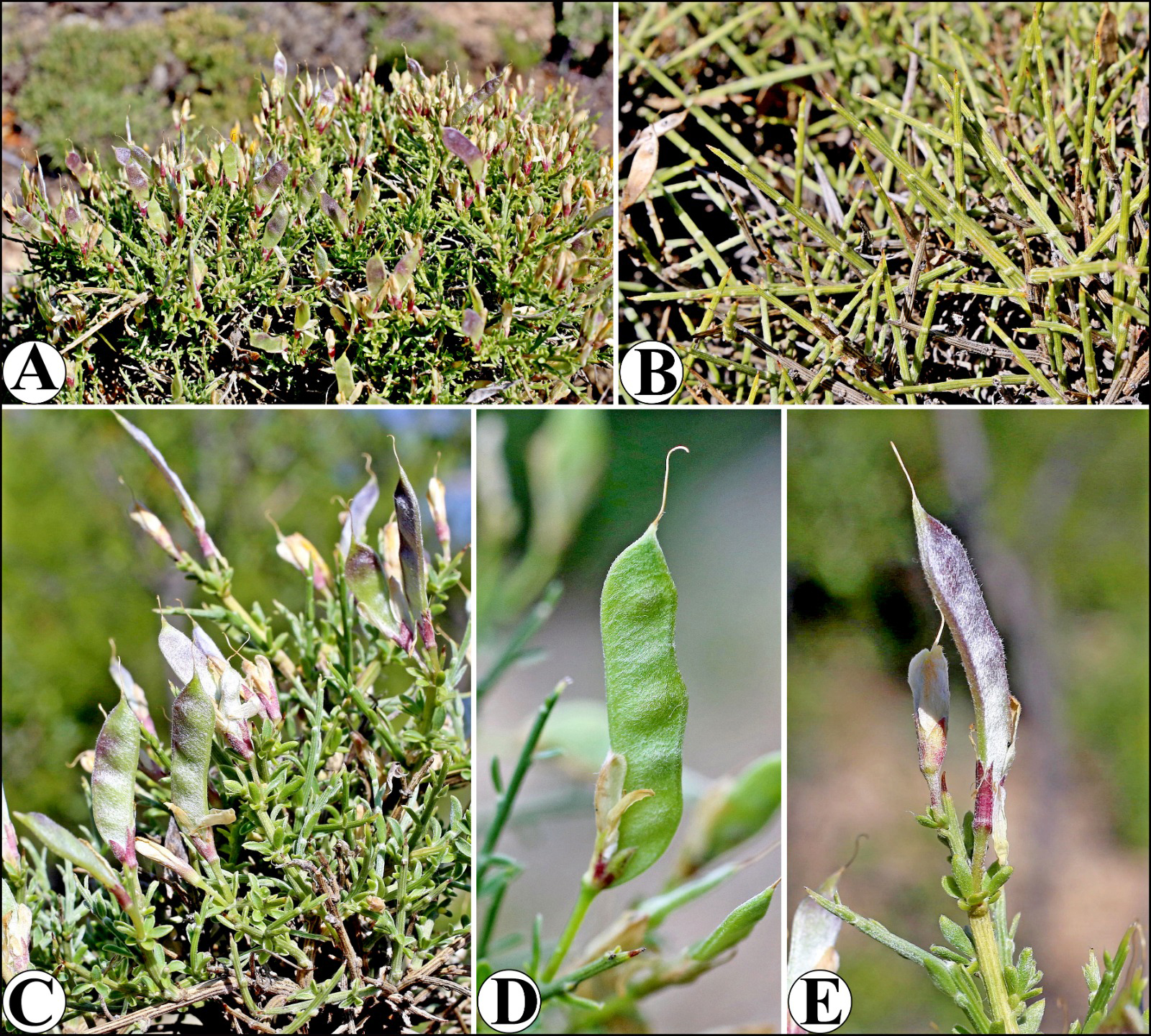 T O R O S L A R’ D A Y E N I B I T K I T U R U K E S F I A D I ‘ 1060372 314674