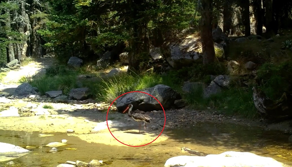 T U R K I Y E D E N A D I R G O R U L E N K A R A L E Y L E K F O T O 1069265 317273