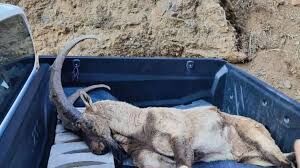 Yaban Keçisi Avına Ağır Ceza: 953 Bin TL