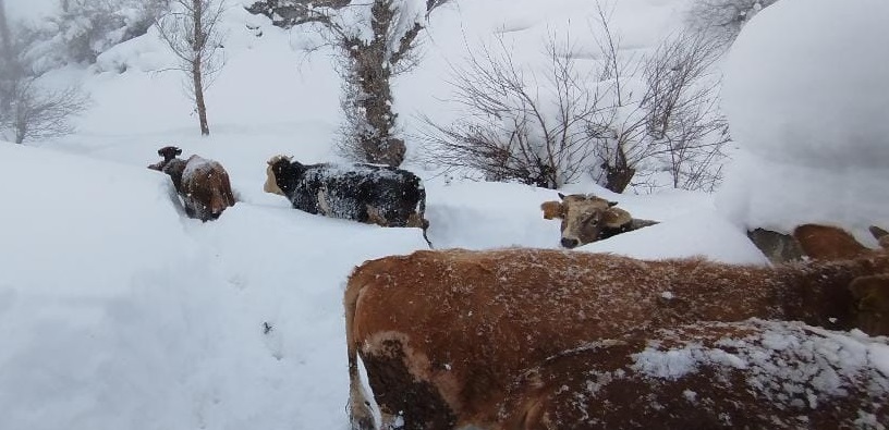 1 M E T R E Y I A S A N K A R B E S I C I L E R I Z O R L A D I 1127139 334524