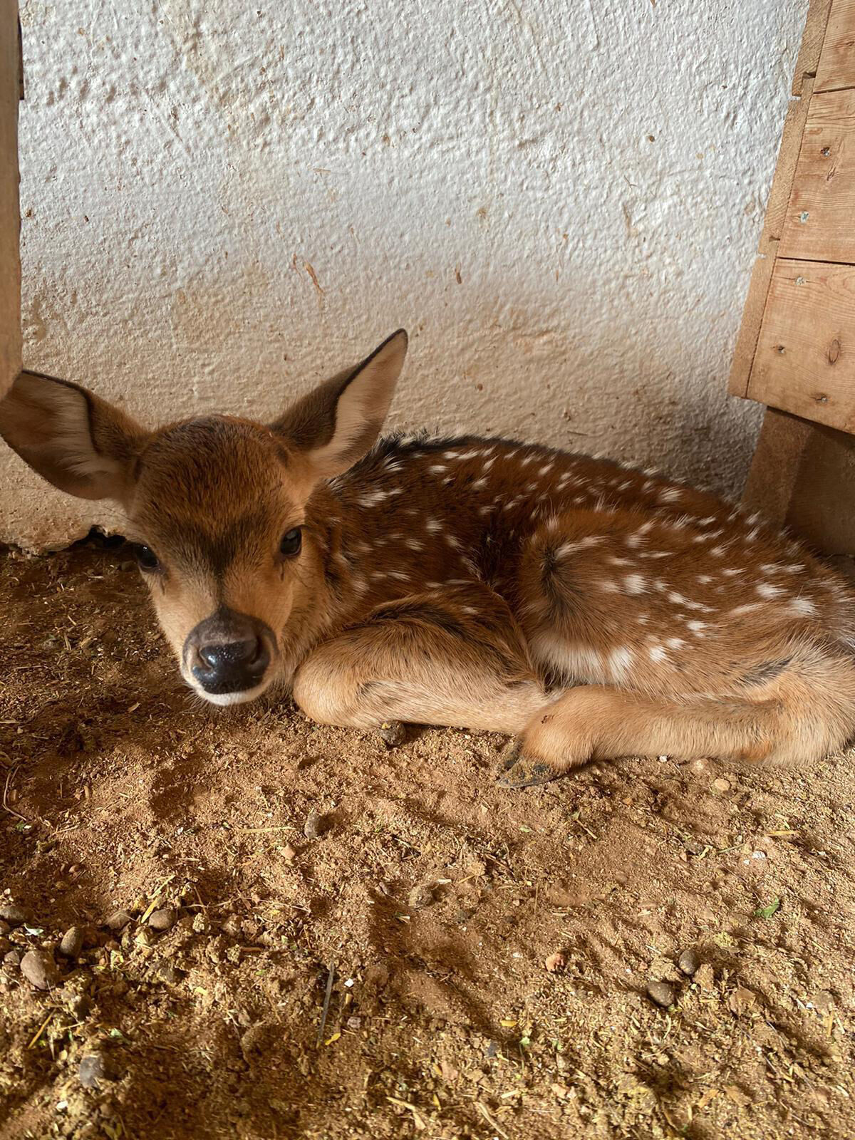 A N T A L Y A D O G A L Y A S A M P A R K I N I N 2026 D A I L 1126813 334418