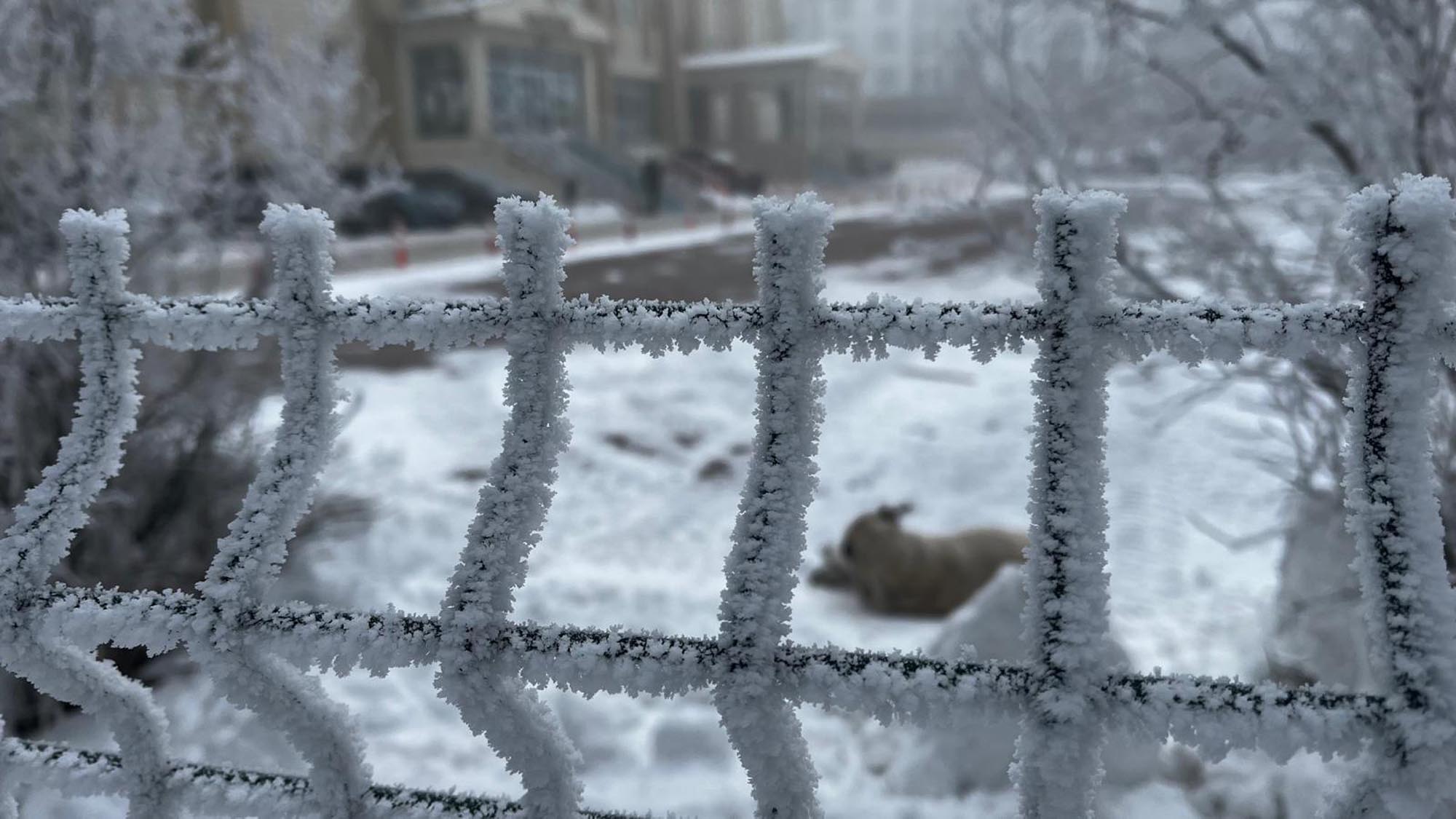 A R D A H A N B U Z K E S T I D I S A R I C I K A N L A R I N K A S 1139685 338416