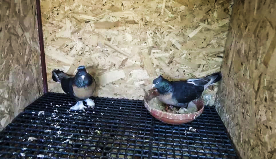 A S A N S O R E I D R A R I N I Y A P I P K U S L A R I N I C A L A N 1097837 325864