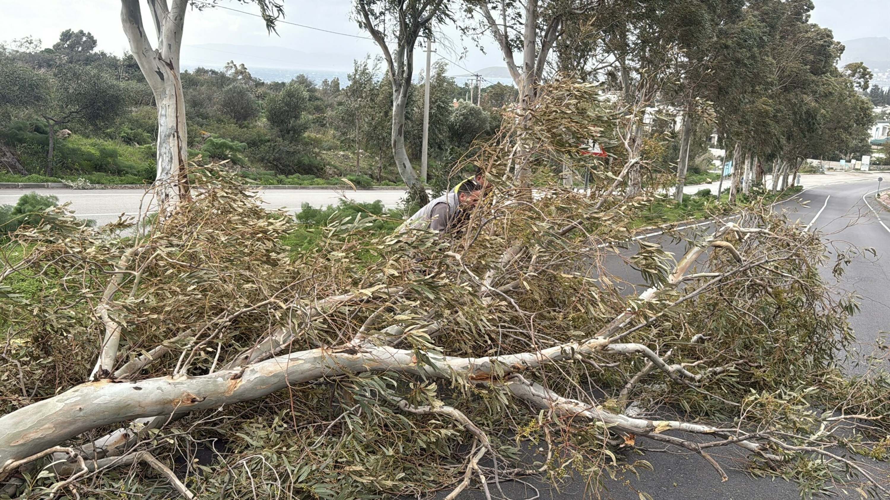 B O D R U M’ D A F I R T I N A A G A C L A R D E V R I L D I M O T 1135808 337189