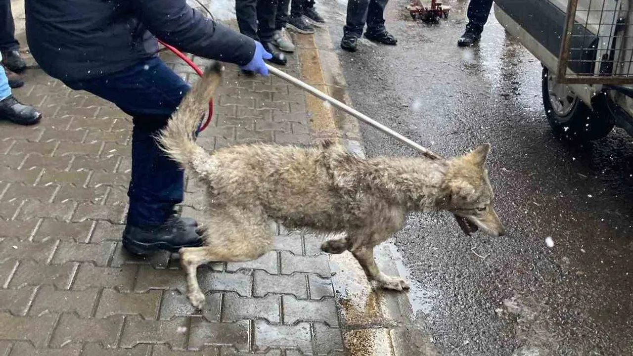 Bingölde Kurt Yakalandı 1