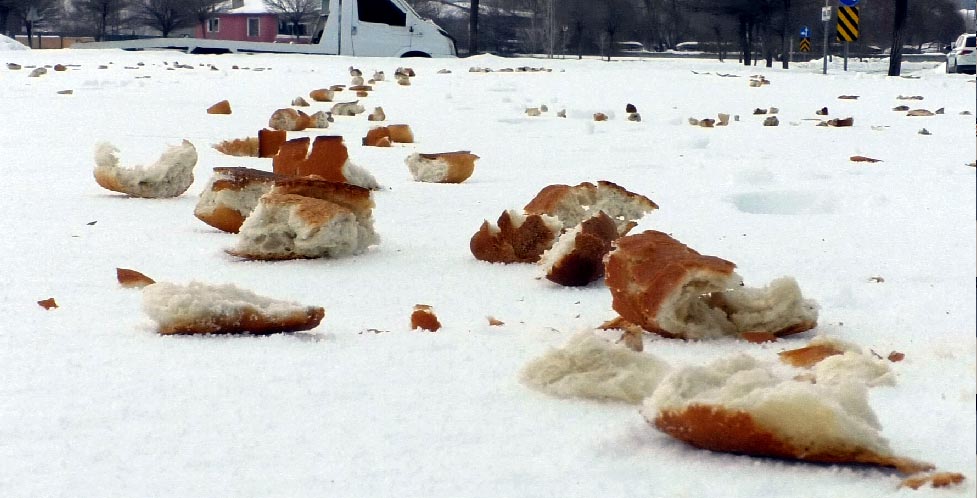 E R C I S L I F I R I N C I S O K A K H A Y V A N L A R I V E K U S 1110653 329682