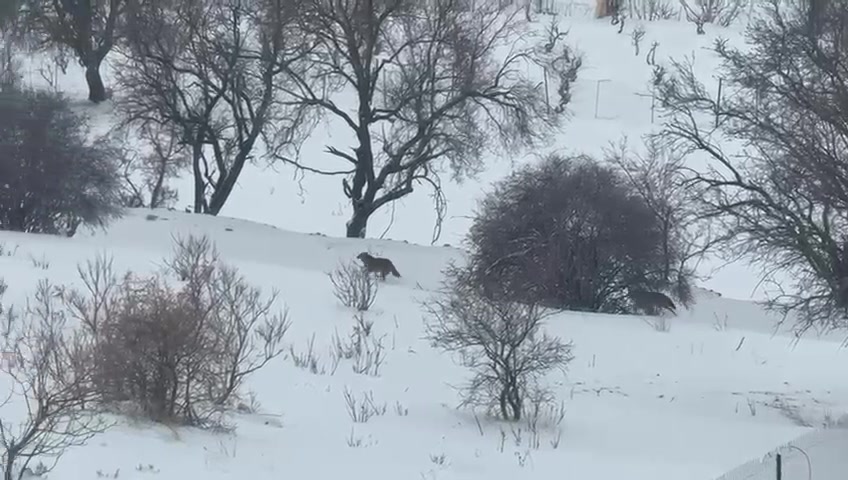 Batman Gercüş’te Aç Kalan Kurtlar: Yerleşim Alanında Görüldü