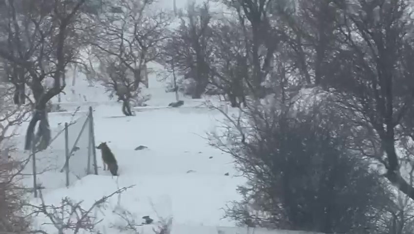 G E R C U S’ T E A C K A L A N K U R T L A R Y E R L E S I M A L A 1141090 338825