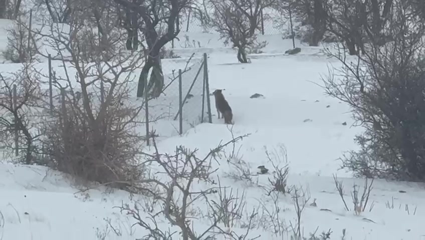 G E R C U S’ T E A C K A L A N K U R T L A R Y E R L E S I M A L A 1141091 338825