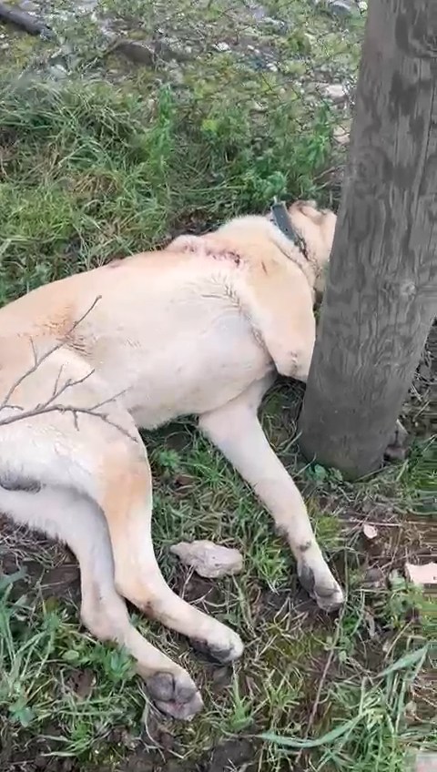 K A N G A L K O P E G I T U F E K L E V U R U L A R A K O L D U R U L D 1140796 338733