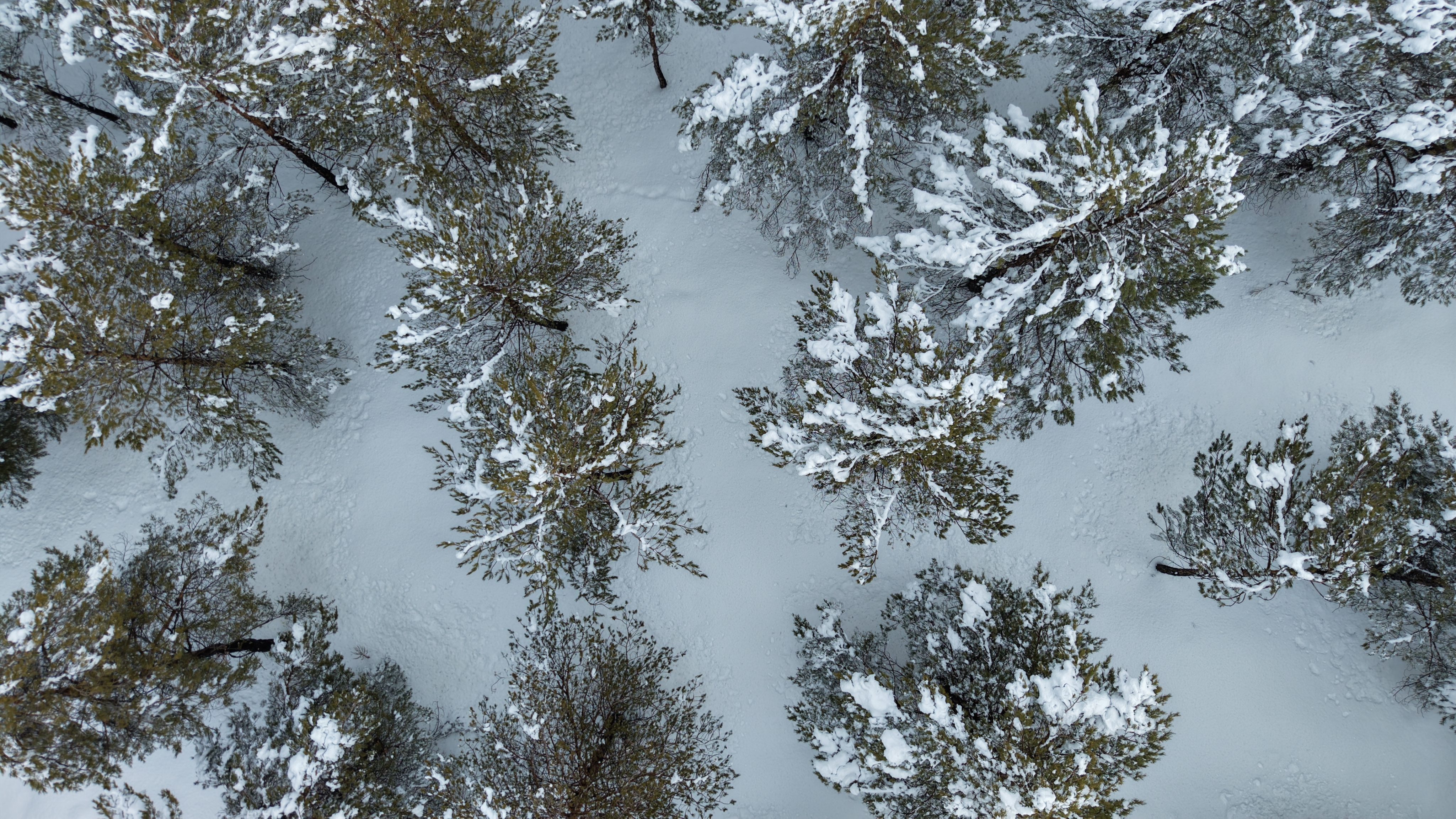 K A R D E S L E R O R M A N I N D A N K A R L I S I V A S M A N Z 1107460 328799