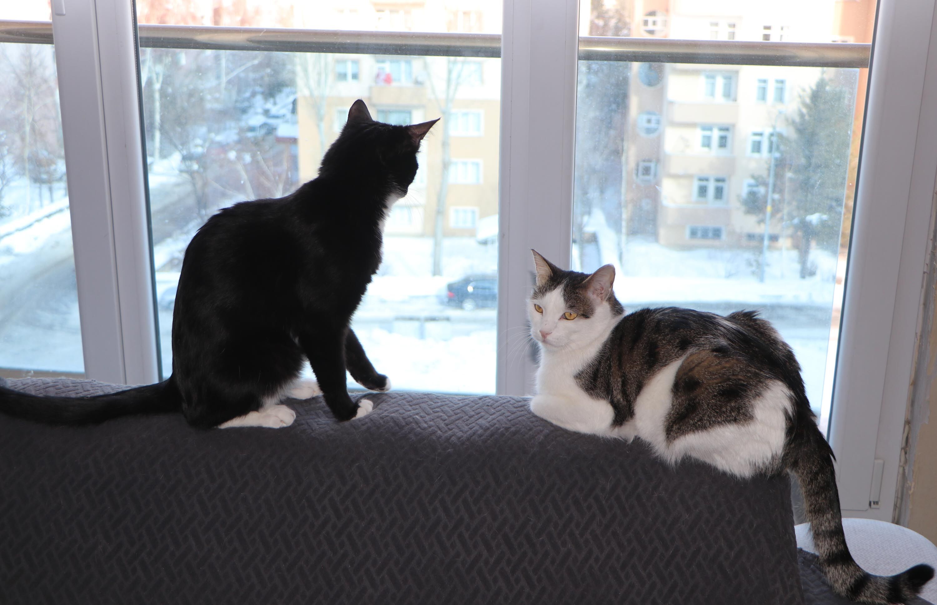 K O R K U S U N U Y E N D I E V I N I S O K A K K E D I L E R I N E 1125736 334092