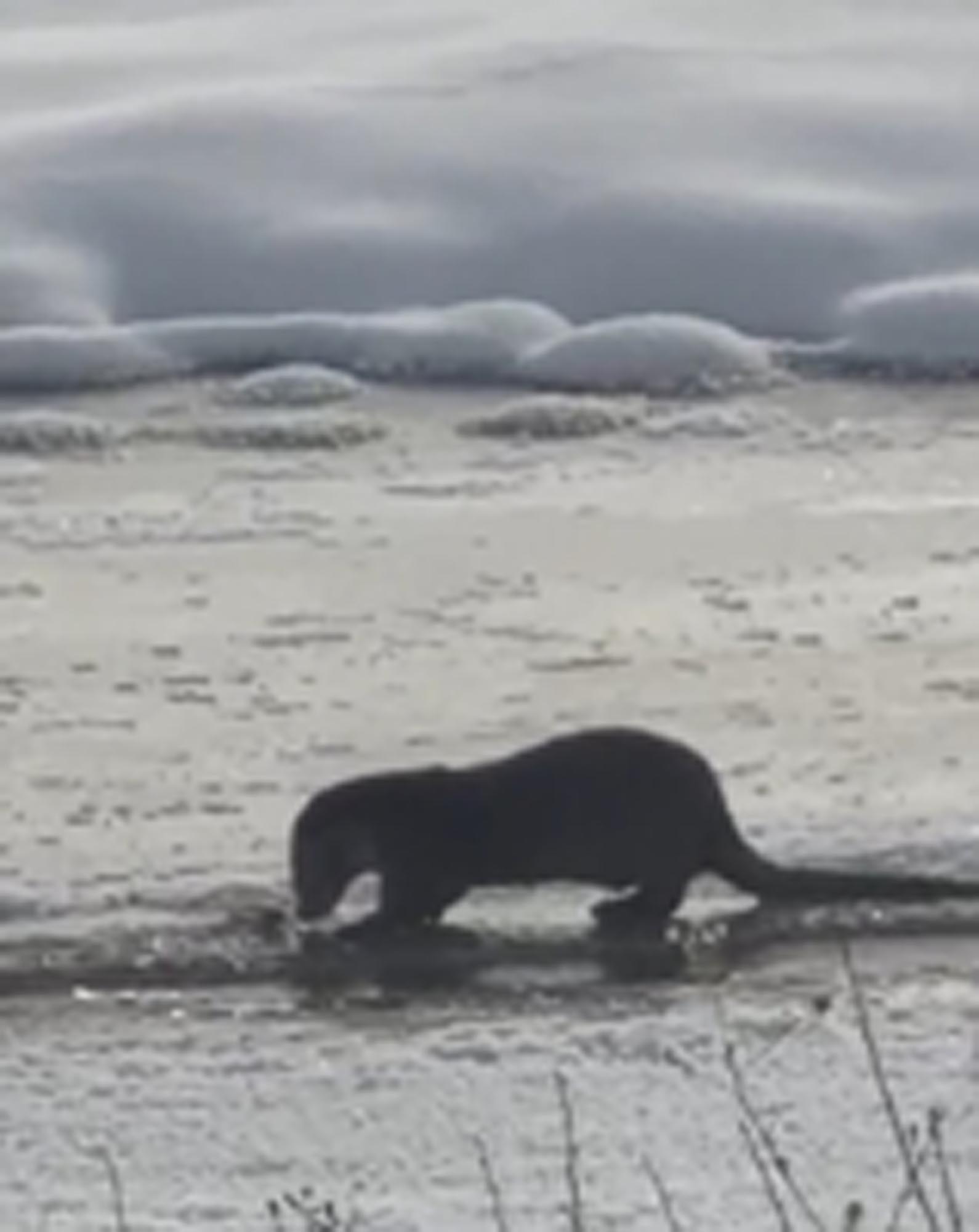 M U S V E A G R I D A S U S A M U R L A R I G O R U N T U L E N D I 1104916 327989