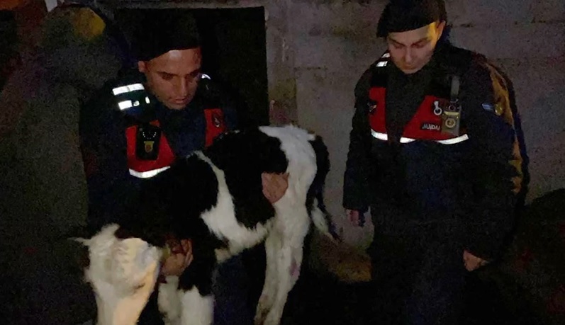 N E V S E H I R D E B U Z A G I C A L A N 5 S U P H E L I T U T U K 1138583 338034