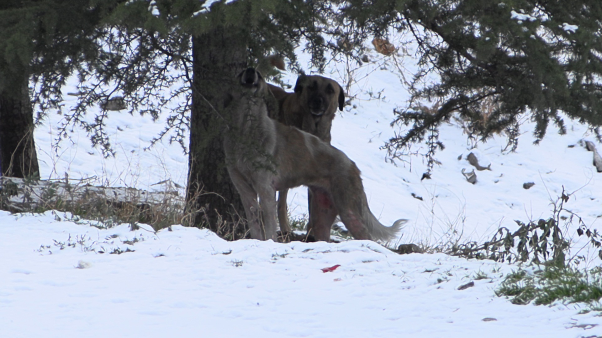 O K U L C I K I S I S O K A K K O P E K L E R I N I N S A L D I R D I G 1092987 324405