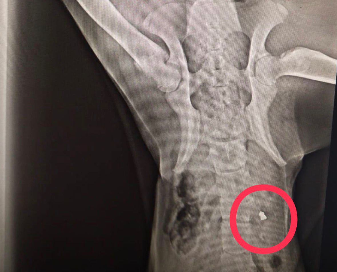 O R D U’ D A 10 G U N I C E R I S I N D E 3 S O K A K K O P E G I 1121363 332798