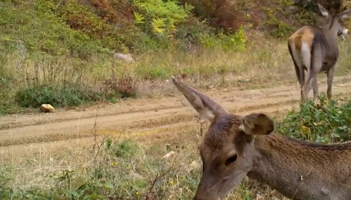 O R M A N D A O T L A Y A N K I Z I L G E Y I K L E R F O T O K A P A N L 1117606 331849