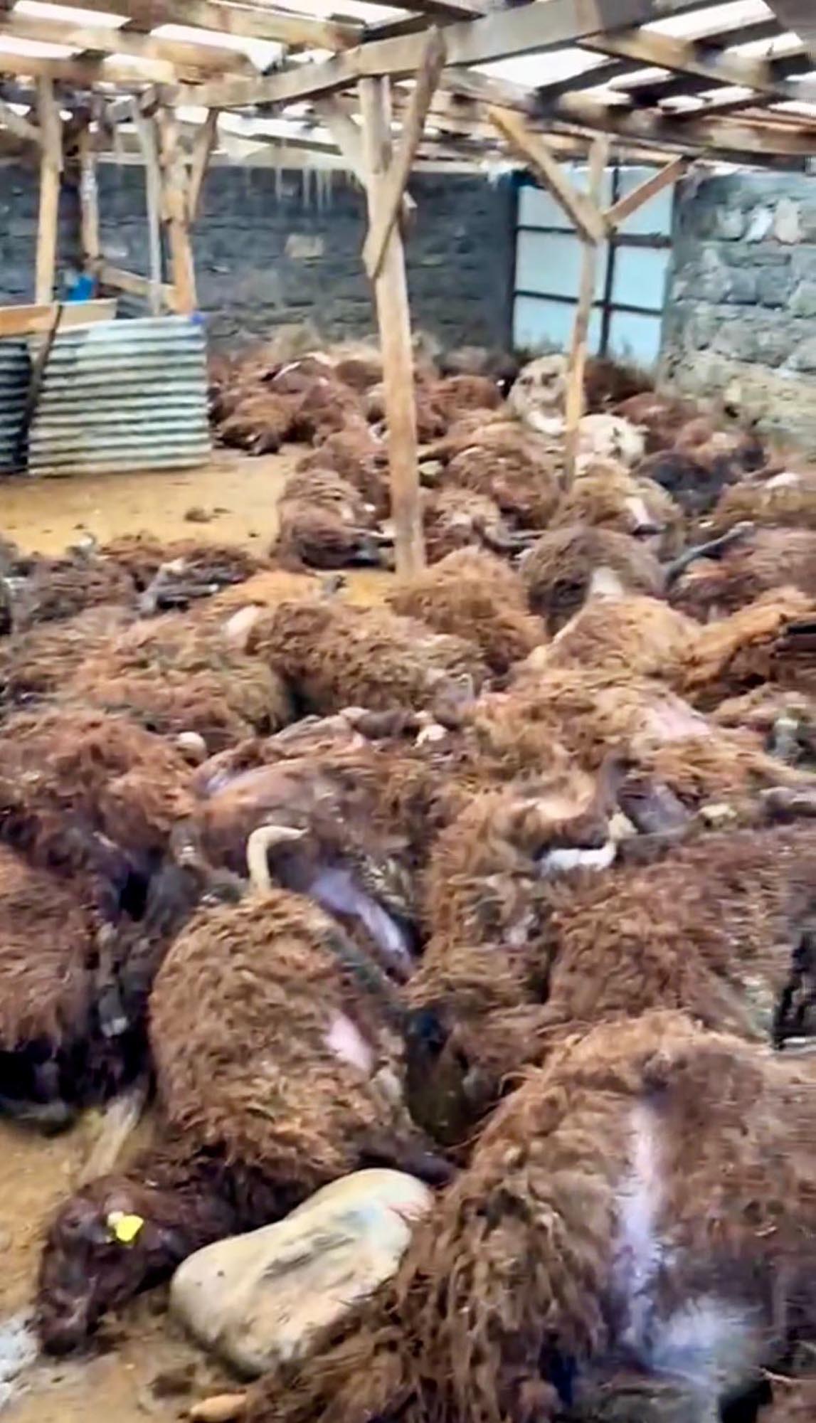 S I S L I H A V A D A K O Y E I N E N K U R T A G I L D A K I 20 1139412 338330