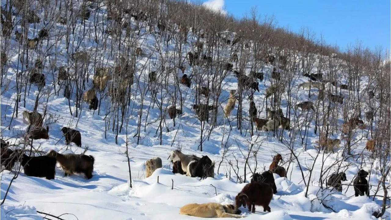 Sahte Dekontla Besiciyi 650 Bin Lira Dolandiran Supheli Tutuklandi