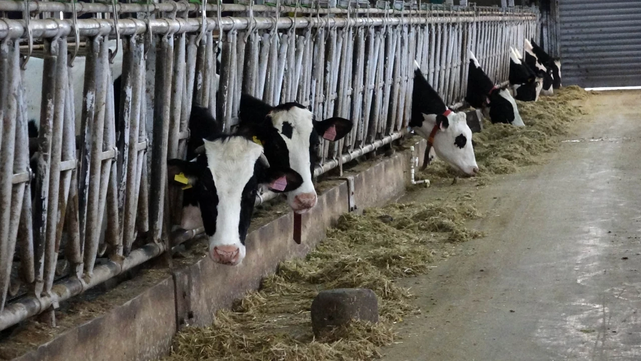 Şap Hastalığı İçin Yerli Sprey Geliştirildi