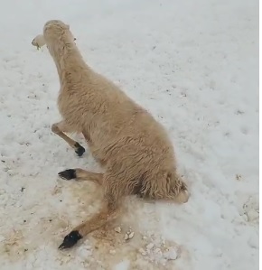 U Z E R I N D E K A R B I R I K E N C A D I R C O K T U 3 K U C U 1130787 335727