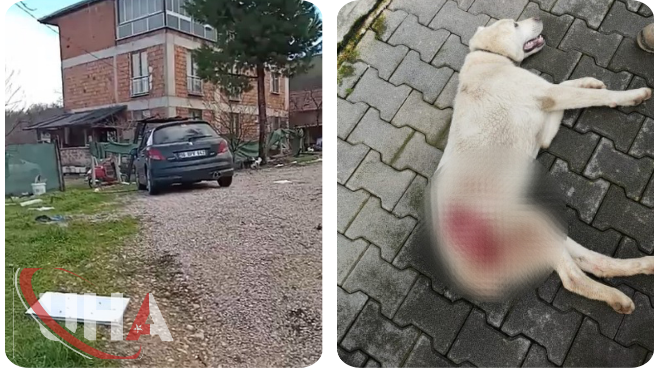 Bahçesine Giren Köpeği Tüfekle Vurdu