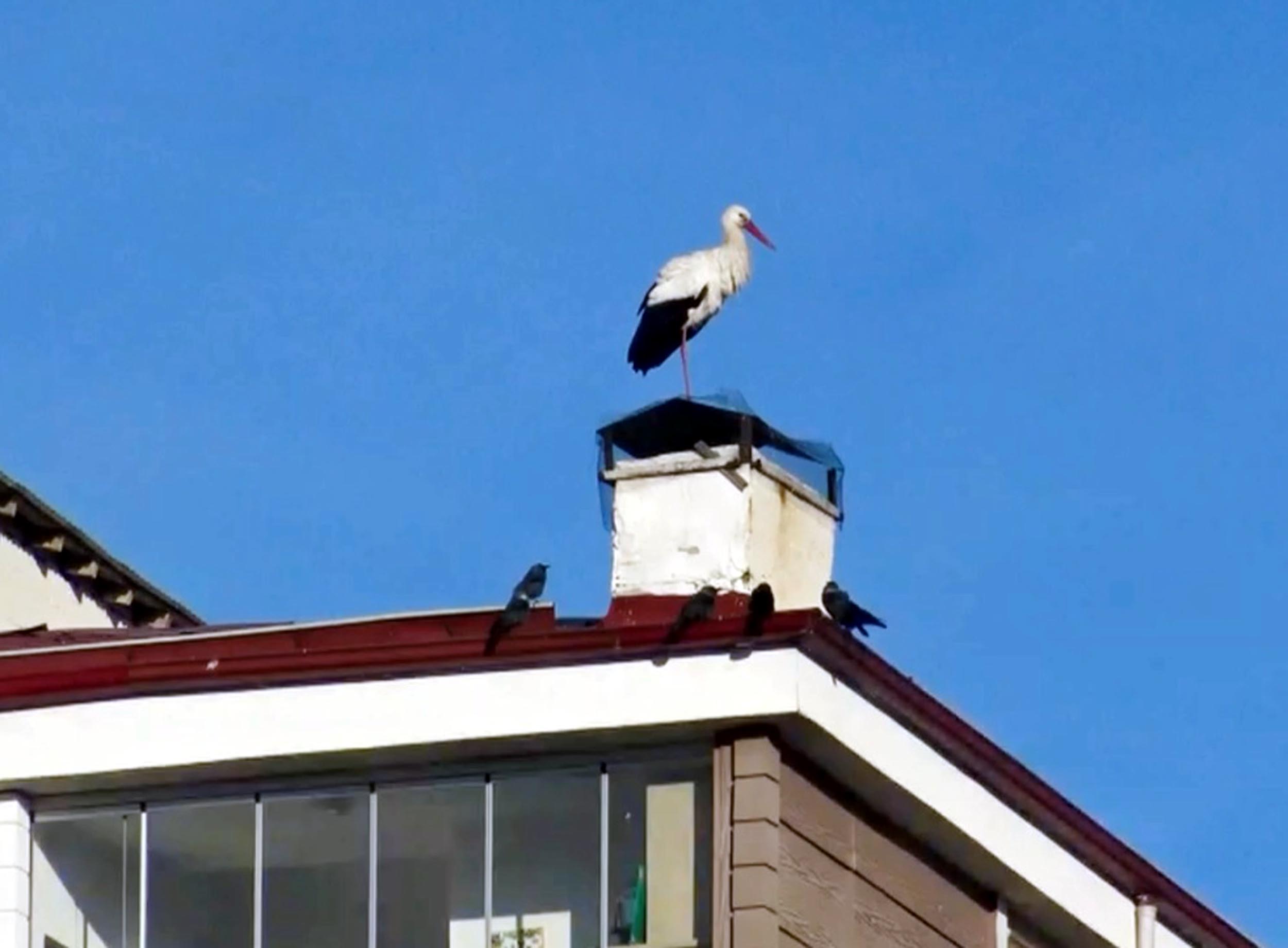 Ardahan’da Baharın Müjdecisi Leylekler Bu Yıl Erken Görüldü