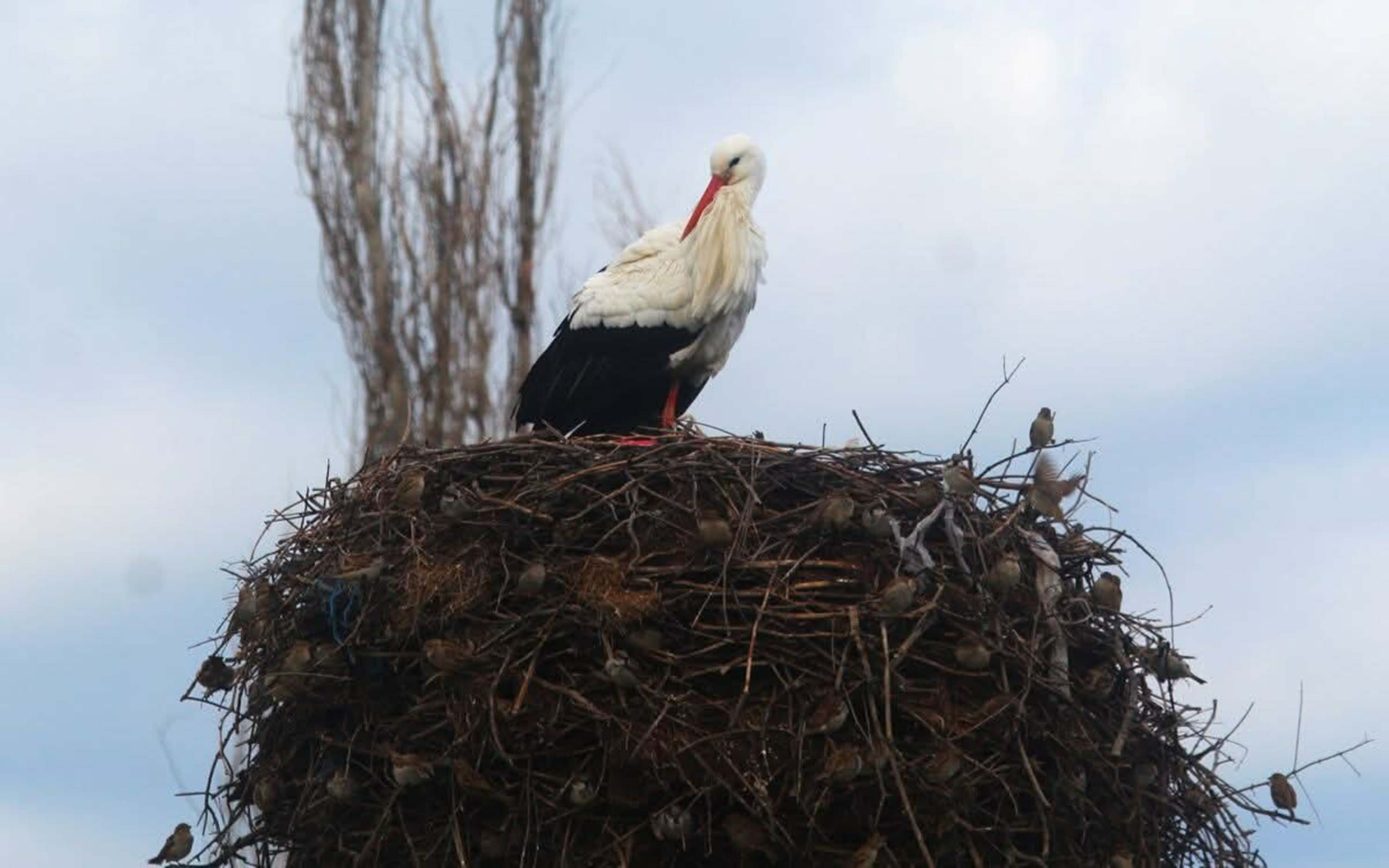 A Y D I N’ D A B A H A R I N M U J D E C I S I O L A N L E Y L E K L E 1180080 350547