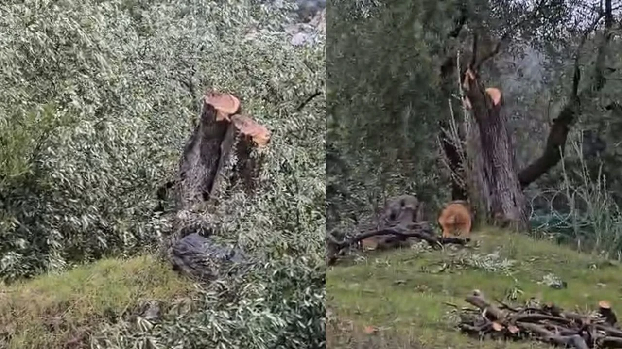 Muğla Valiliği’nden Milas’ta Zeytin Ağacı Kesimine Soruşturma