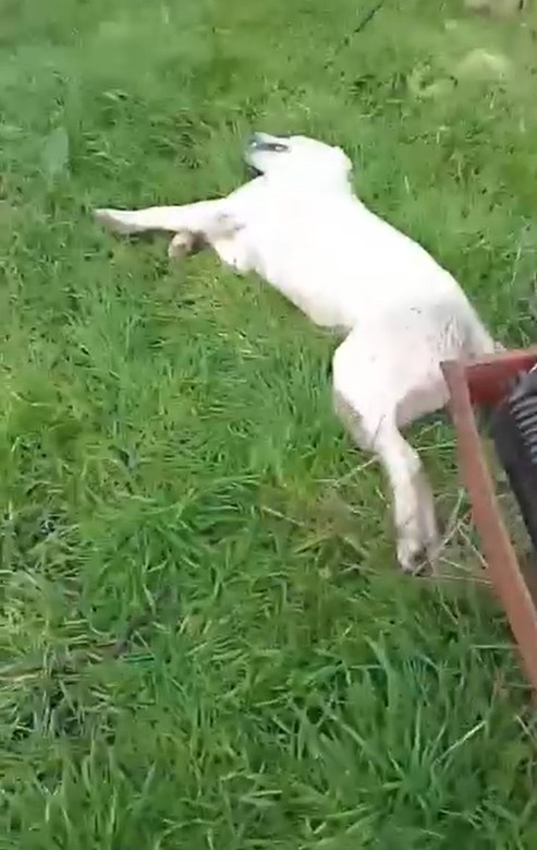 B A H C E S I N E G I R E N S O K A K K O P E G I N I T U F E K L E V 1149845 341462