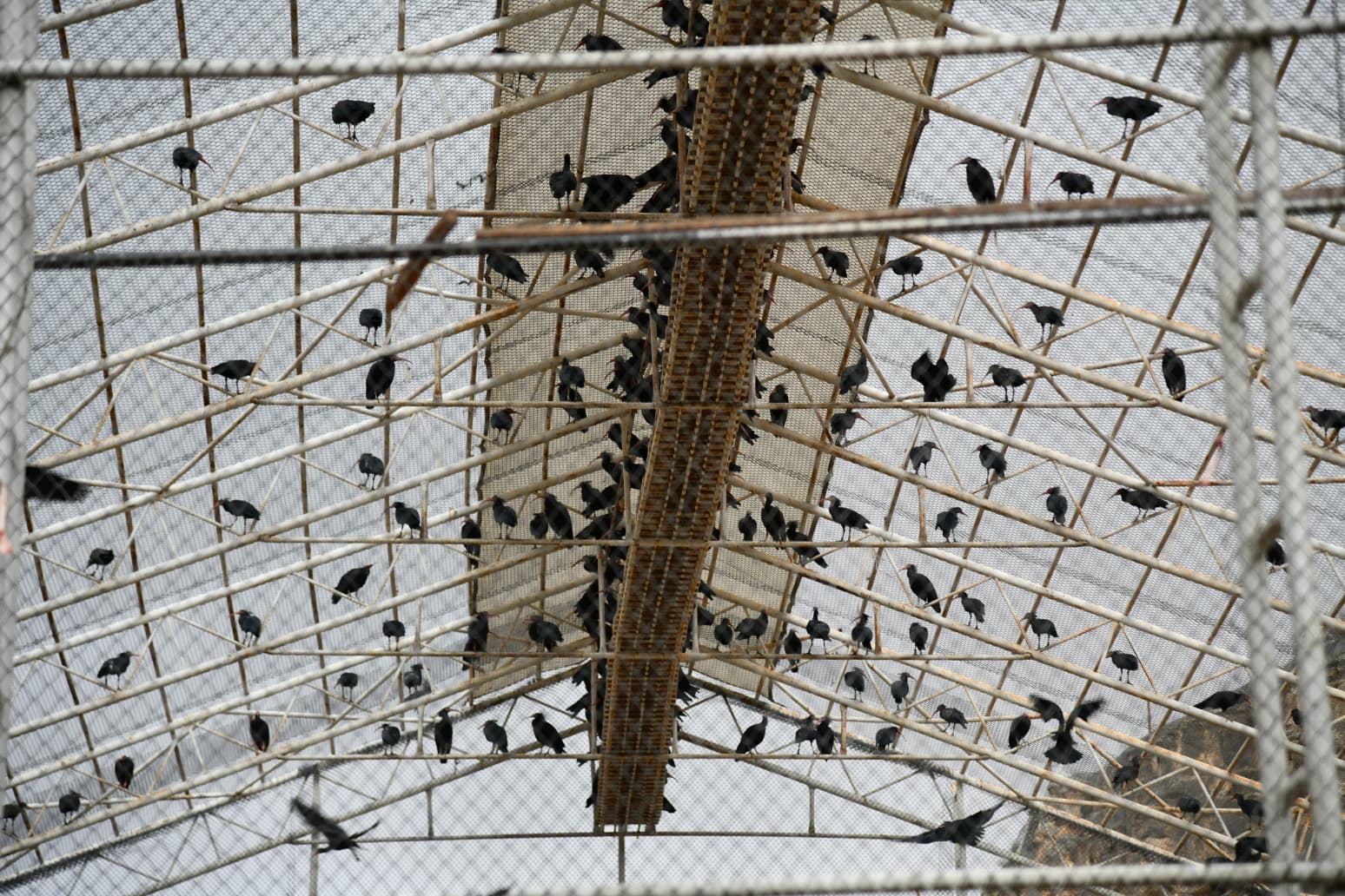 Bereketin Sembolü  277 Kelaynak Doğayla Buluştu