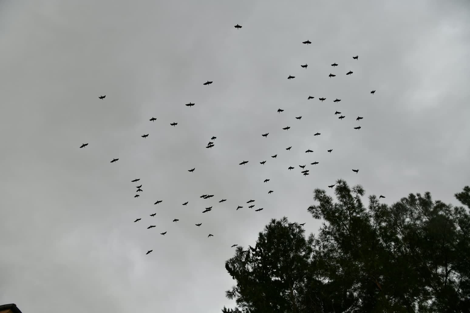 B E R E K E T I N S E M B O L U K A F E S T E K I 277 K E L A Y N A K 1168870 347192