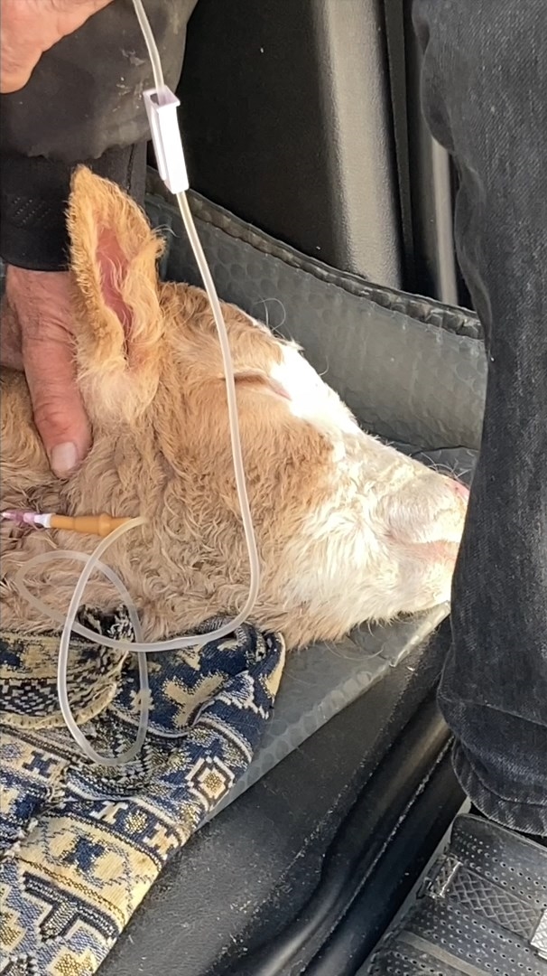 B U Z A G I S I N I N S E R U M U B I T E N E K A D A R B A S I N D A N 1182630 351267