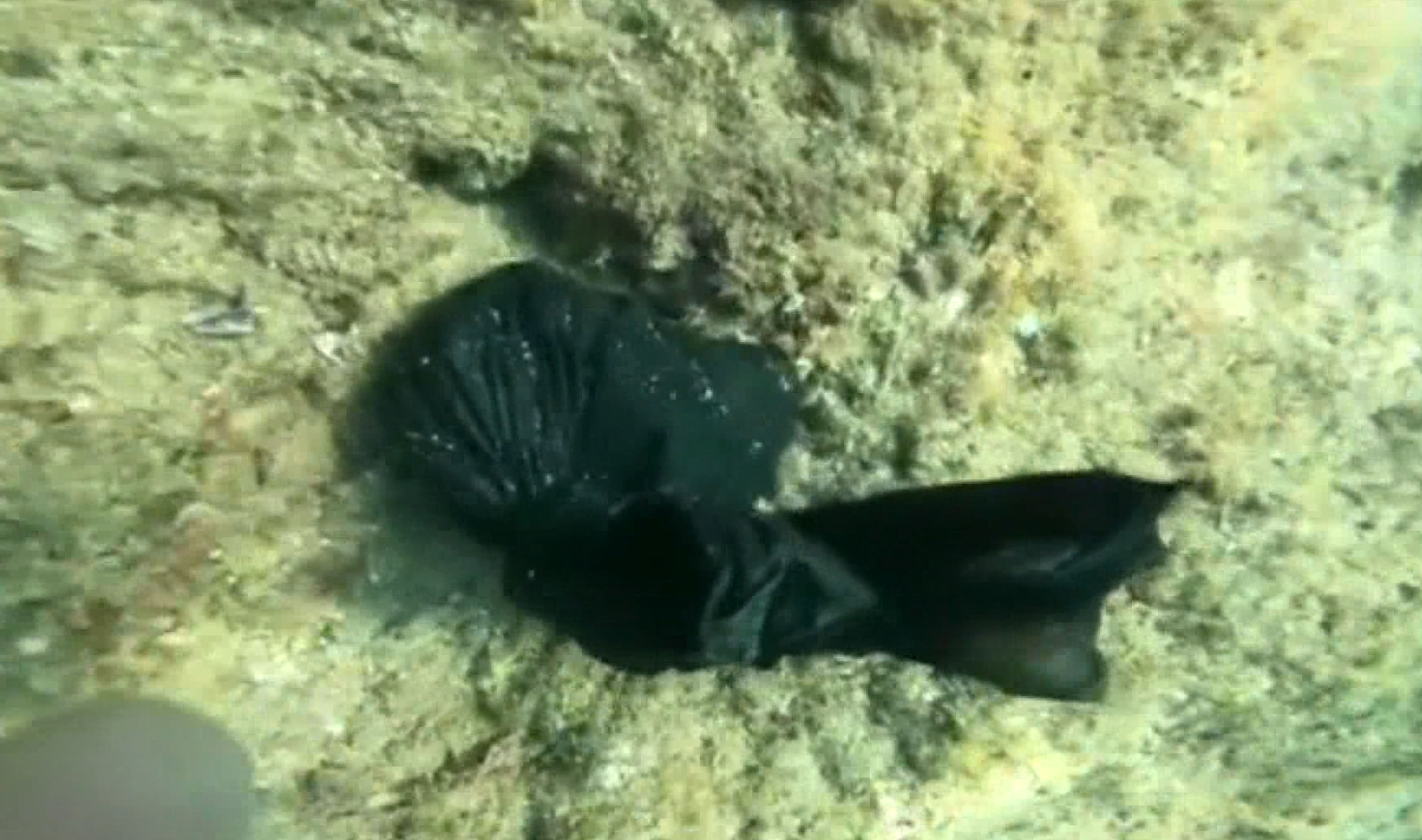 D E N I Z D E N B U Y U M A L Z E M E S I C I K A R I Y O R 1179274 350311