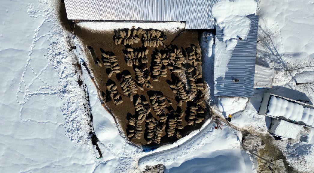 4 Yılda 100 Koyundan 680 Koyuna Uzanan Başarı