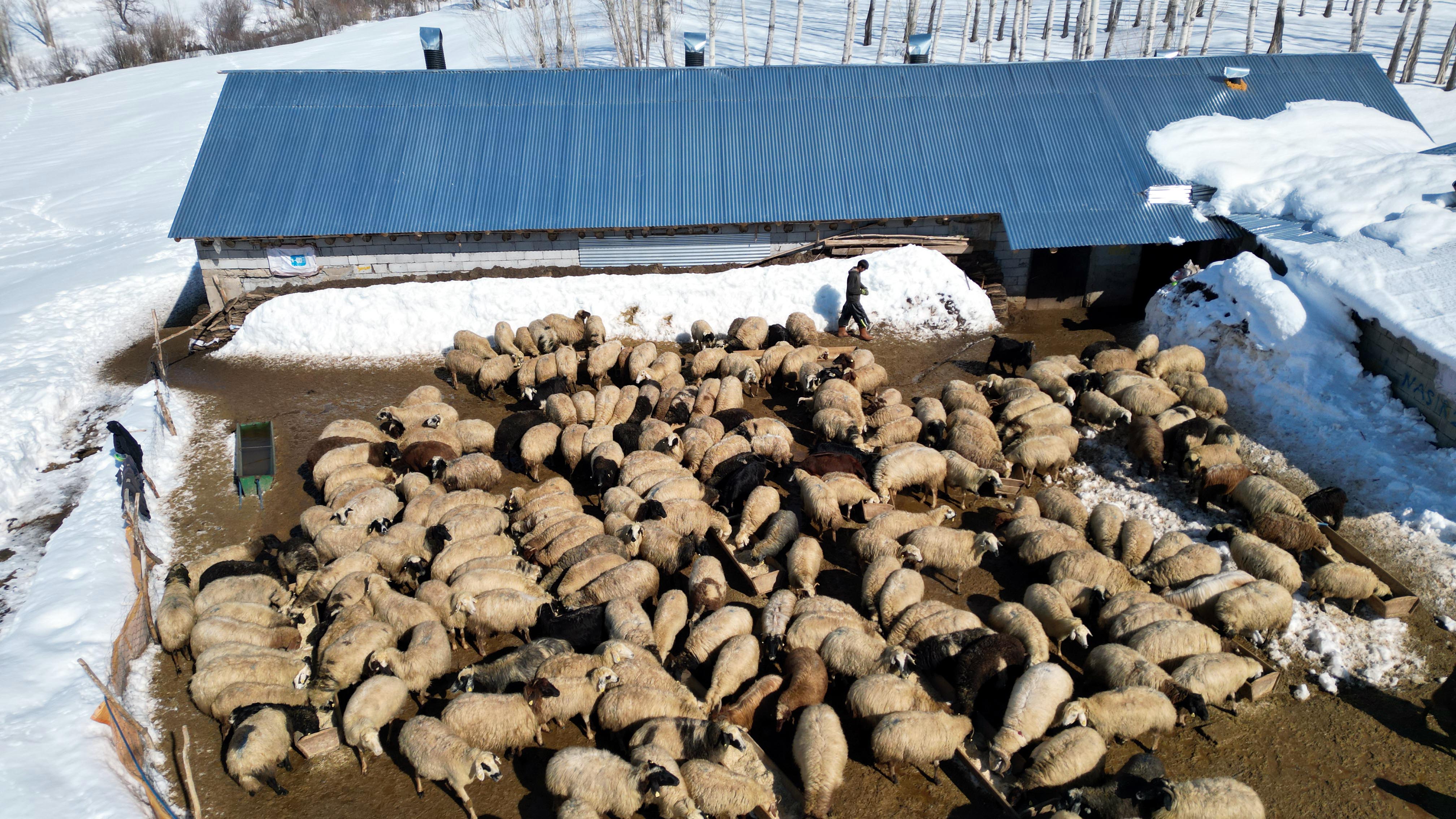 K O Y U N E D O N D U 100 K O Y U N U 4 Y I L D A 680 E C 1171913 348108