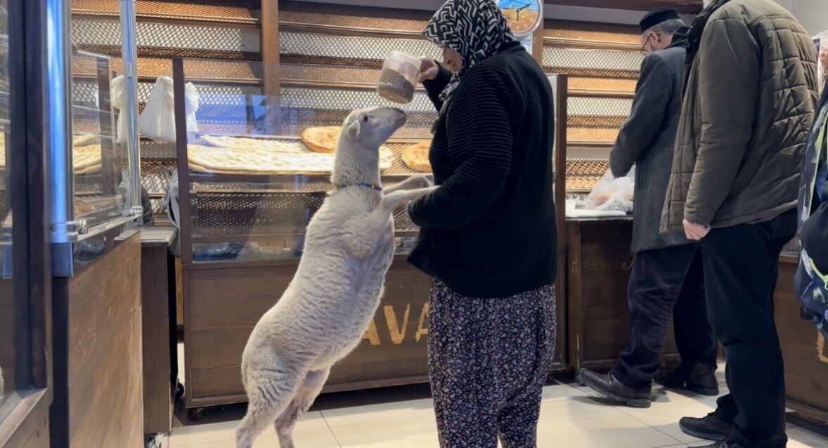 “Çorap” Adlı Kuzu, Sahibi İle Bir An Olsun Ayrılmıyor