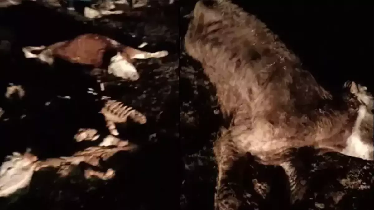 Kırşehir’de 13 Hayvan Ölü Olarak Bulundu Soruşturma Başladı