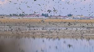 Diyarbakır Kabaklı Göleti’nde Binlerce Kuş Bir Arada Besleniyor