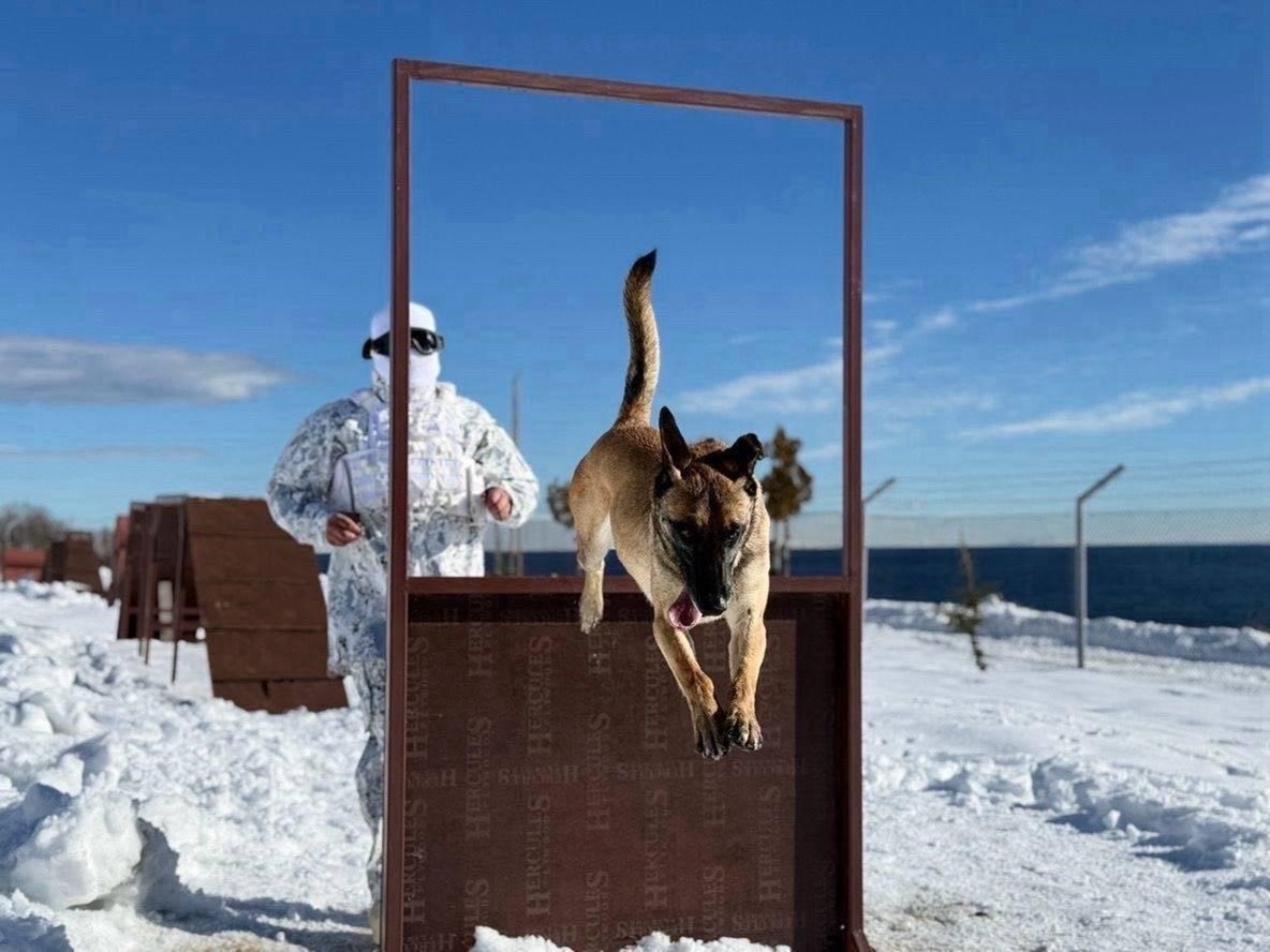 M E H M E T C I K T E N D E R I N K A R D A K O P E K L I A R A M A E 1149815 341442