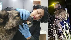 Manisa’daki Selden Kurtarılan 3 Köpek Bursa’da Tedavi Altına Alındı