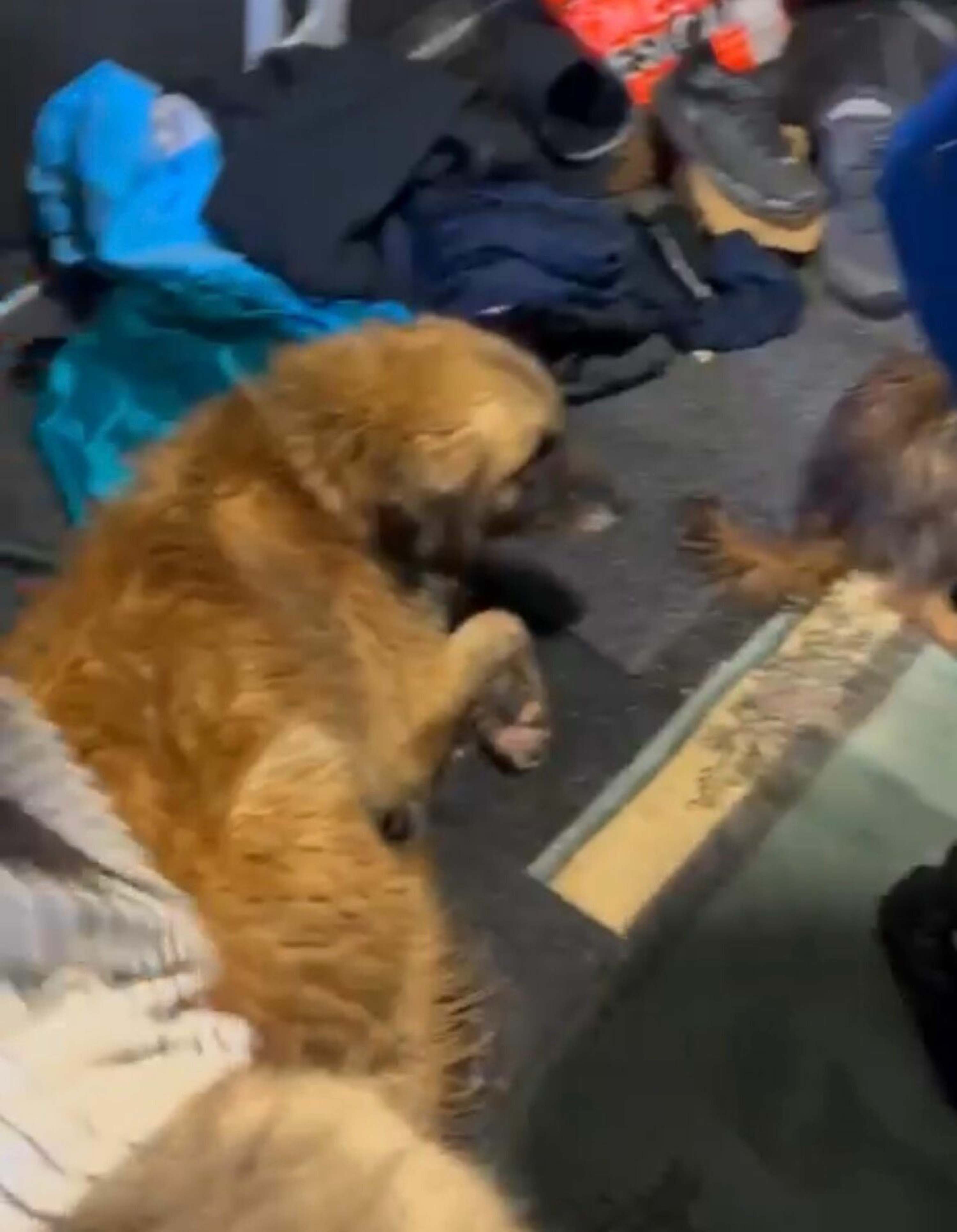 Su Dolu Çiftlikte Mahsur Köpekler Kurtarıldı